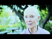 Conservationist Jane Goodall dies at 91