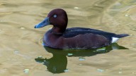Andalucía registra más de 97.500 parejas de aves acuáticas en 2025