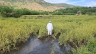 Crops Submerged, Debts Due: Nashik Farmers In Crisis After Unseasonal Rains