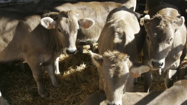 Sacrifican 123 terneros al confirmarse el primer caso de dermatosis nodular en España
