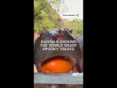Zoo animals get pumpkins for Halloween
