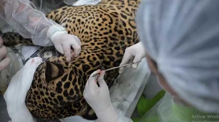 Milagro en el Amazonas: salvan a un jaguar con más de 30 perdigones en el cuerpo