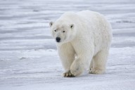 QUIZ: A celebration of bears