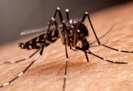 Declaran la primera semana de noviembre como la Semana de Lucha contra el Dengue