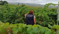 Detectan un nuevo brote de filoxera en Tenerife
