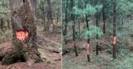 Sufren tala Ajusco y Desierto de Los Leones