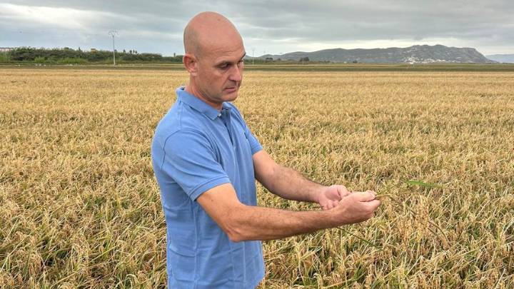 El arroz valenciano cierra una recolección con sabor a desastre