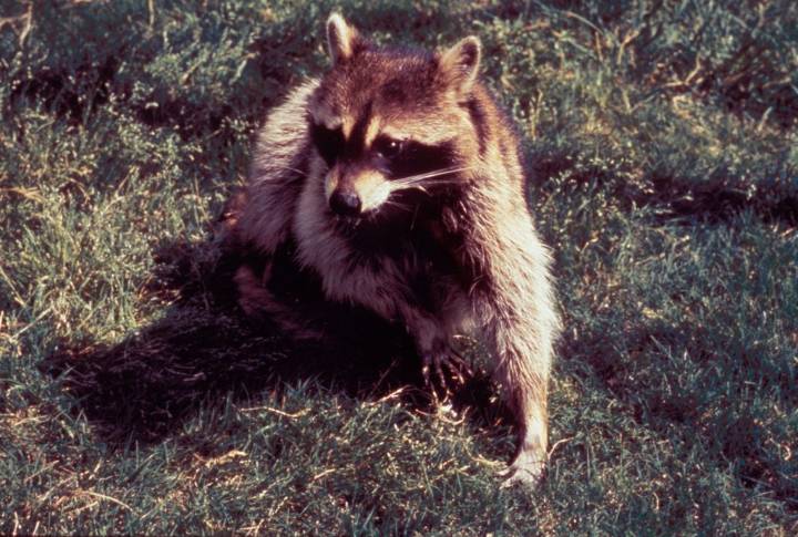 Raccoon found inside Baltimore school tests positive for rabies