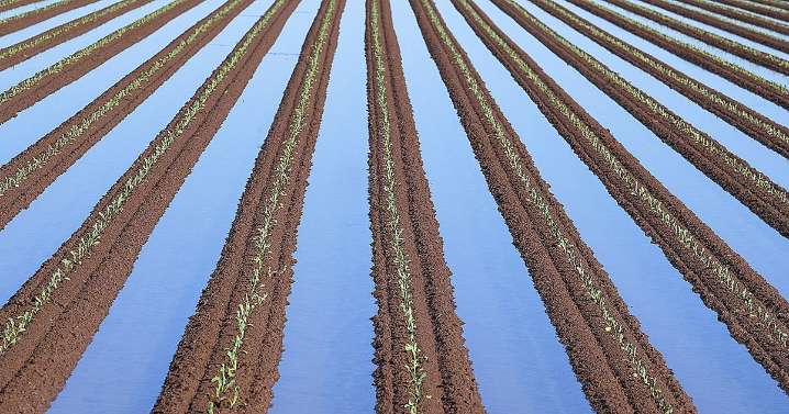Yuma Ag & You: The lifeline of irrigation