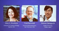World Brunkow, Ramsdell and Sakaguchi win 2025 Nobel medicine prize