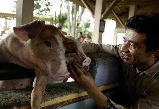 Por temporada de huracanes MinAgricultura hace llamado a productores del Caribe a implementar medidas de protección de animales
