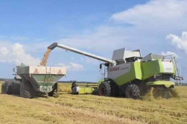 REPORTE EXCLUSIVO! Casi 100% creció la exportación de un cereal producido en Corrientes