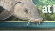 Hundreds of lake sturgeon to be released into Cuyahoga River