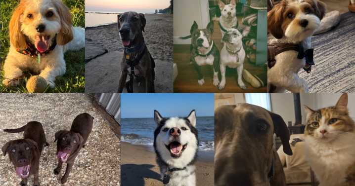 Oct. 20-26: Here is this week's Dog Walking Forecast photo gallery!