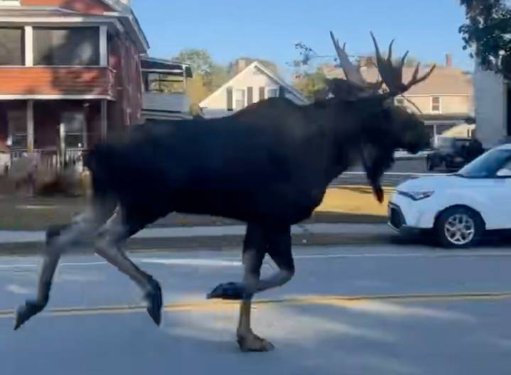 Police pursue a moose, and a driver’s attempt to squeeze past a bus backfires