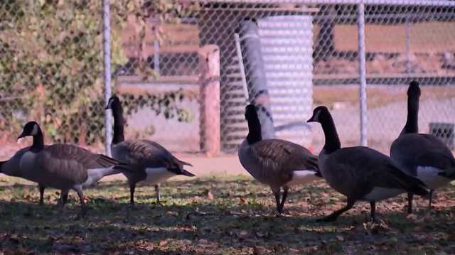 Bird flu arrives in El Dorado County, sickening migrating geese