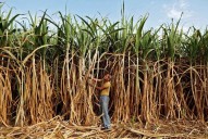 On Diwali eve, Haryana hikes sugarcane rates from Rs 400 to Rs 415 per quintal