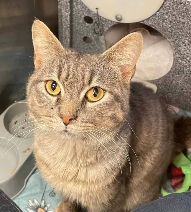 Pets of the Week for Oct. 28, 2025