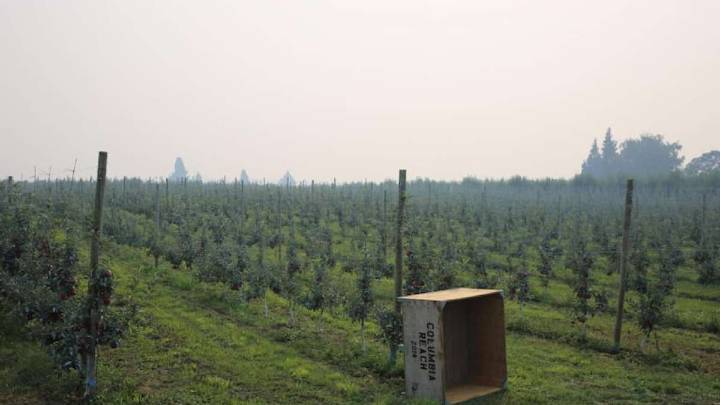 PacifiCorp pays Oregon wineries $125M in lawsuit settlement over wildfire smoke