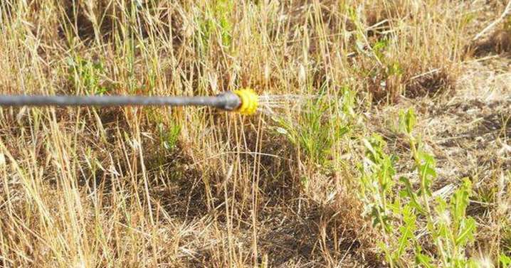 Gardening expert says to scatter one thing on your lawn this month to prevent weeds
