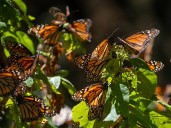 Mariposa monarca ya tiene su día nacional: 10 de noviembre