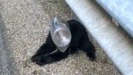 Pennsylvania Woman’s Surprise Encounter On The Roadside Leads To A Heartwarming Decision