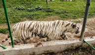 Alerta en Puebla: Tigre de bengala escapa de un zoológico; daños por las lluvias