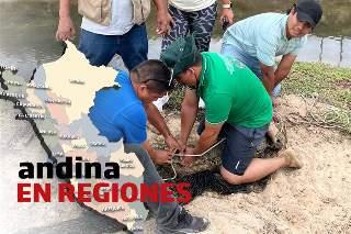 Andina en Regiones: rescatan a cocodrilo tras ser arrastrado por corriente a criadero de langostas