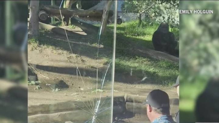 San Diego Zoo gorilla breaks glass of enclosure
