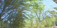 Free Shade: Clark County offering trees to help cool neighborhoods