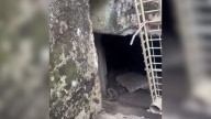 Florida Dog’s Instincts Lead Rescuer To Small Crawl Space Containing A Surprising Secret