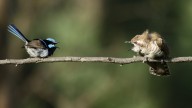 Birds all over the world use the same sound to warn of threats