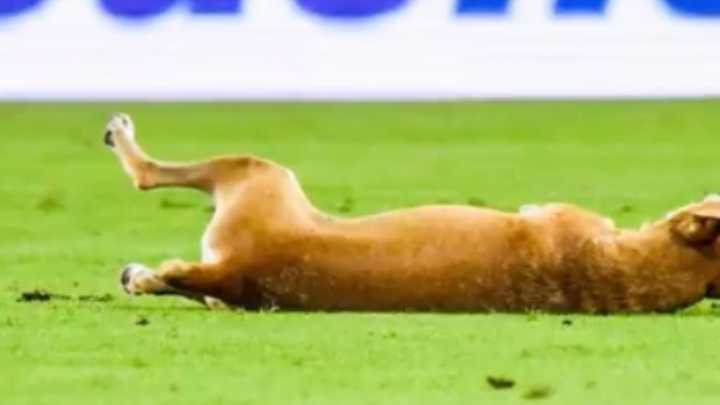 Lo llaman ‘Neymar’: el video del perro que fingió una falta en un partido y conquistó corazones