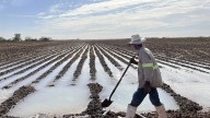 Anuncian fecha de pago para beneficiarios del Programa de Rastreo Fitosanitario y Cártamo en Sonora