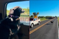 Hallaron al perrito que acompañó la Peregrinación de los Pueblos: “Lloramos de emoción”