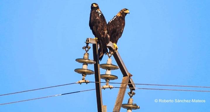 “La expansión de las energías renovables amenaza el hábitat del águila imperial ibérica”