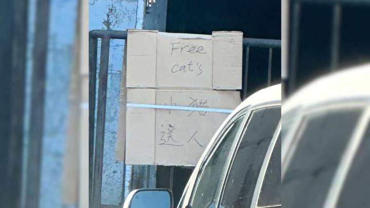 New York Residents Were Shocked To See A ‘Free Cats’ Sign, So They Quickly Intervened