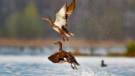 Kashmir Set To Welcome Lakhs Of Migratory Avian Guests This Month