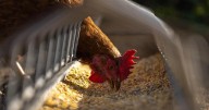 Bird flu detected in Grant County poultry flock, health officials say human risk remains low