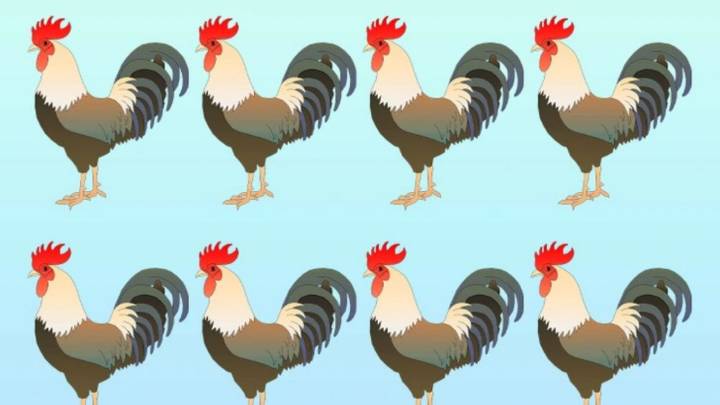 Acertijo: sólo las personas con vista de halcón encuentran el gallo distinto en sólo 5 segundos