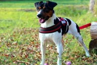 Patas cortas y cuerpo menudo. Compañero fiel del gaucho y del trabajo rural, el perro ratonero argentino alegra los días del campo