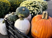 Harvest festivals and fall activities happening in the Oakland County area