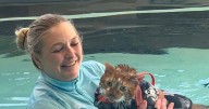 VHS mourns loss of viral "Swimming Cat"