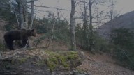 Medio Ambiente planea vetar la caza en más de 4.000 hectáreas por el oso