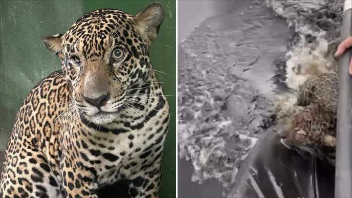 Rescatan a Jaguar Herido a Balazos en el Río Negro, en Brasil