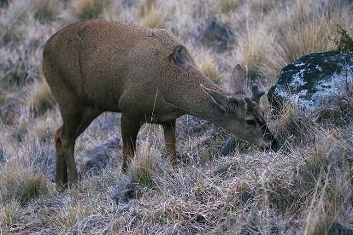 Rewilding Chile abre el primer Centro de Rescate y Rehabilitación para huemules