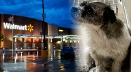 Incidente en Walmart: ofrecen recompensa de $5,000 por información de individuo que abandonó perrito en estacionamiento de la tienda