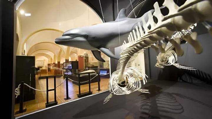 Torrevieja pide una subvención de 160.000 euros para rehabilitar el Museo de Historia Natural