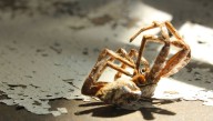 Why Do Spiders' Legs Curl Up Like That When They're Dead?