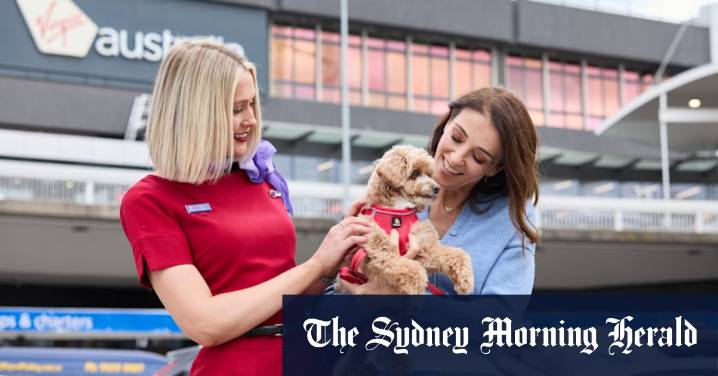 Virgin Australia pets in cabin: What to know about flying with dogs
